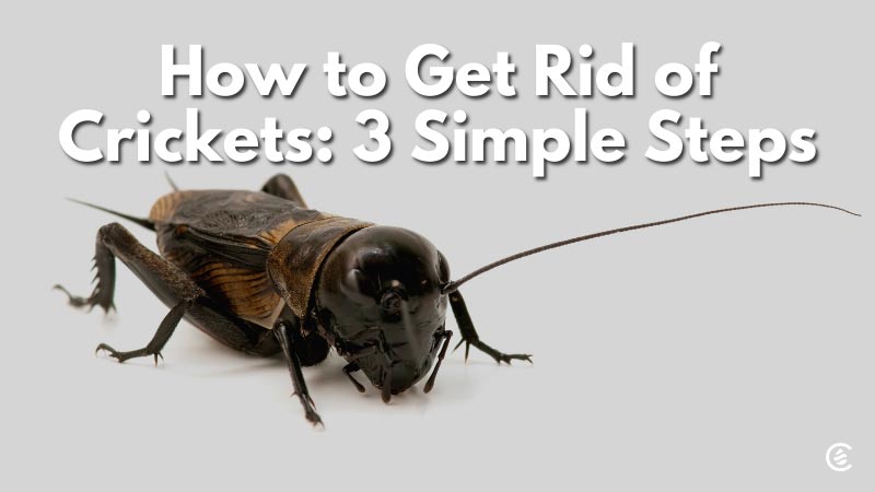 How to keep crickets out of the house – 5 quick ways to get rid of crickets