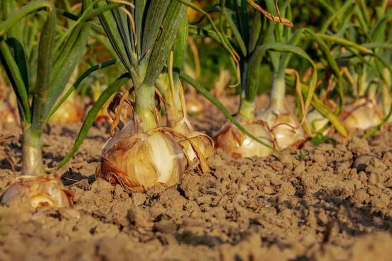 Best fertilizer for onions