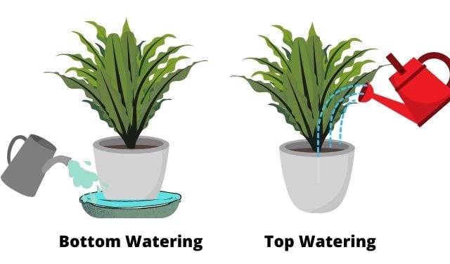 Are any plants better watered from the top