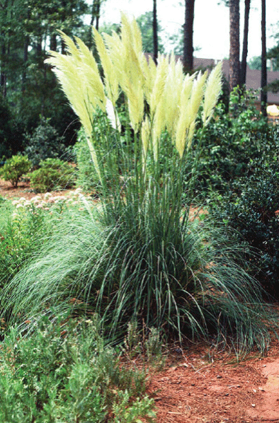 When to propagate and plant pampas grass