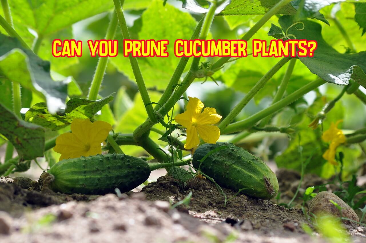 Why prune cucumber plants?