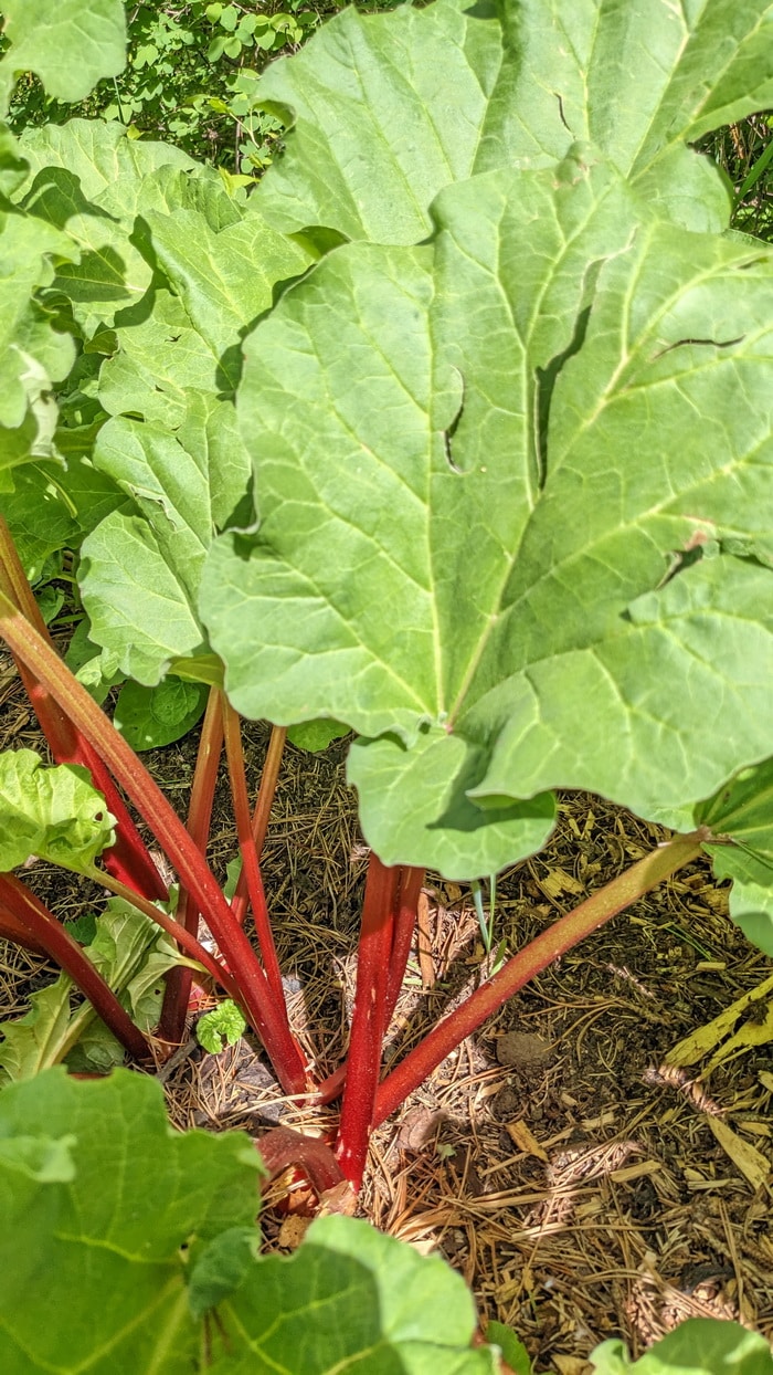 Ideas for using forced rhubarb