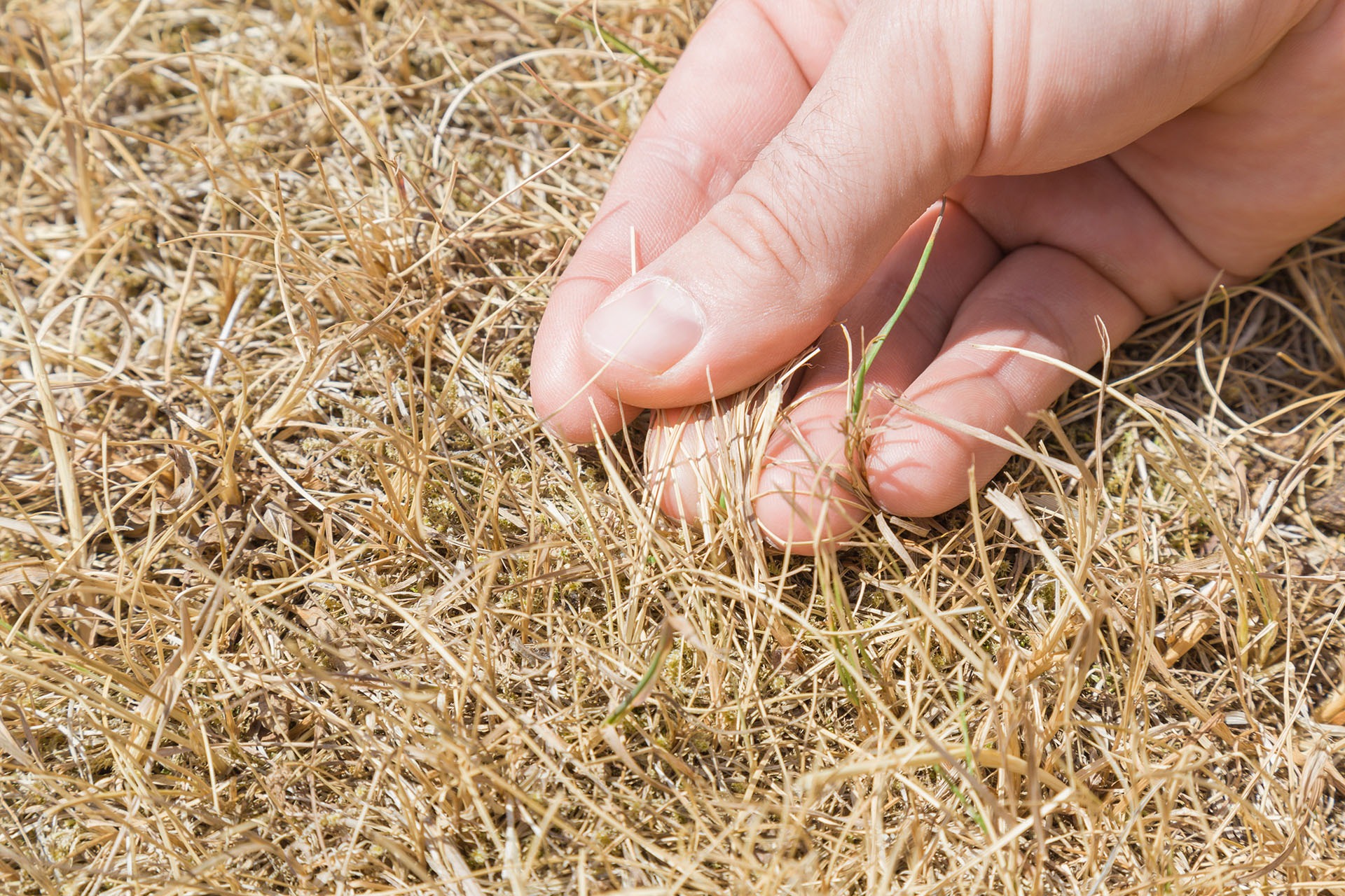 How to grow grass in hot dry weather – 5 steps to green grass even in heatwaves