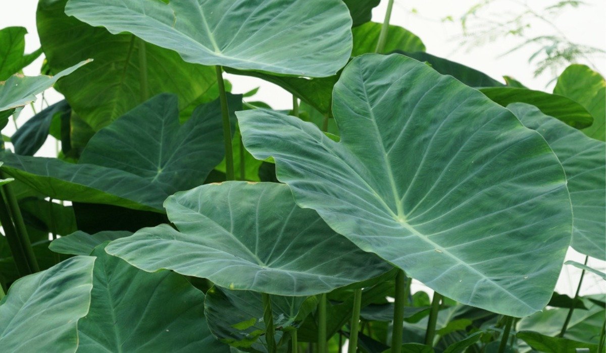 How to care for elephant ears – tips for growing colocasia