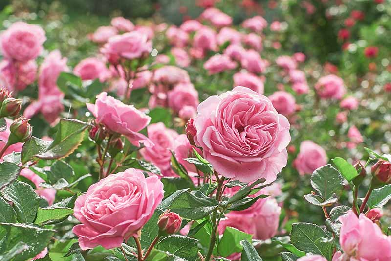 How to winterize potted roses