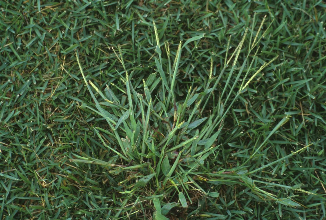 When does crabgrass die What you need to know about the weed's life-span
