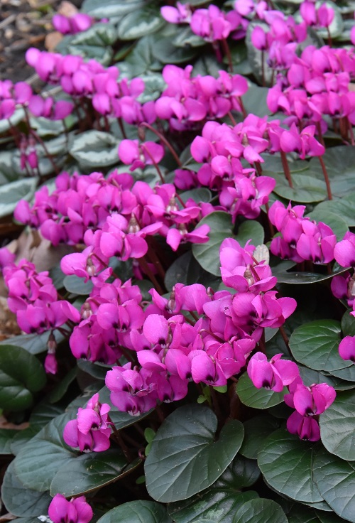 Types of cyclamen – 12 varieties for easy color in spring and fall