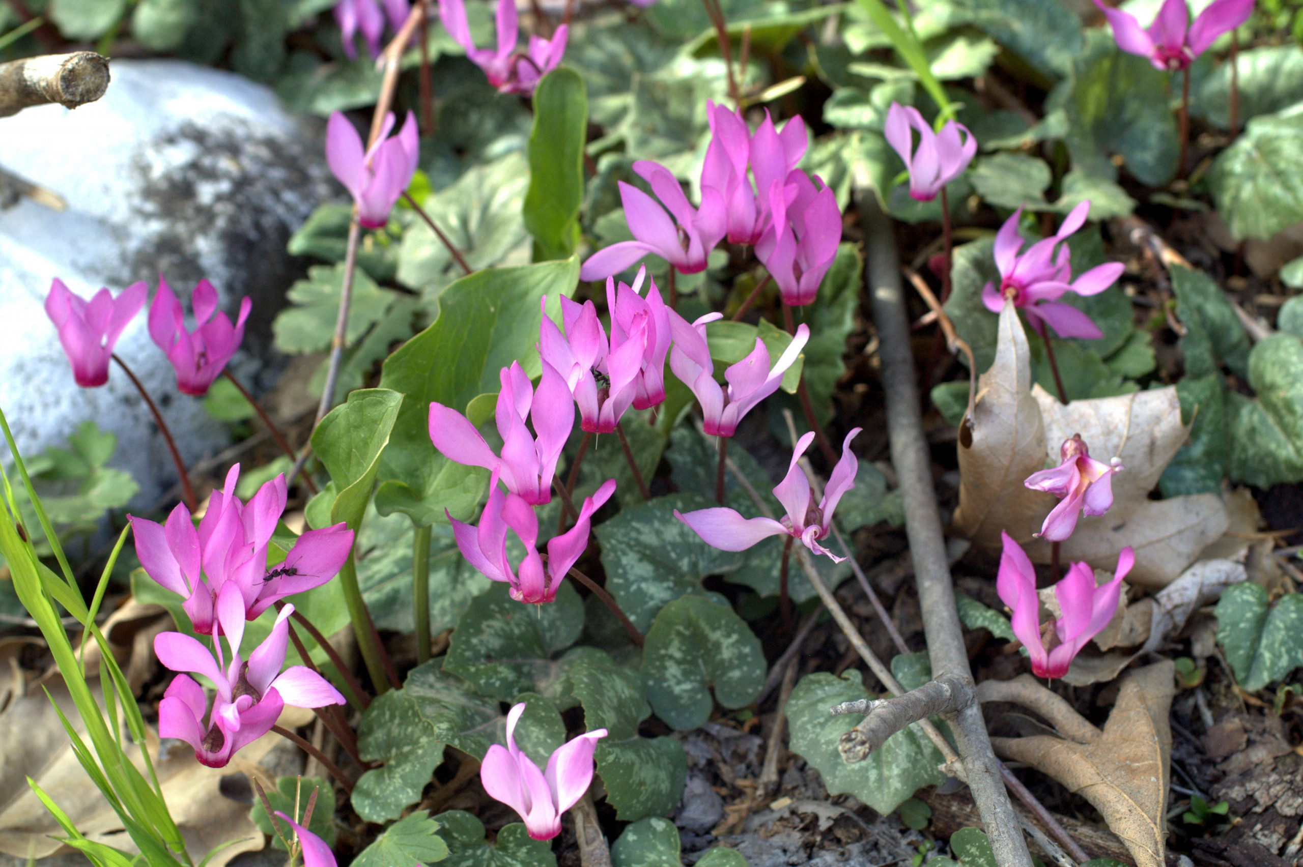Which flowering plants suit different types of cyclamen