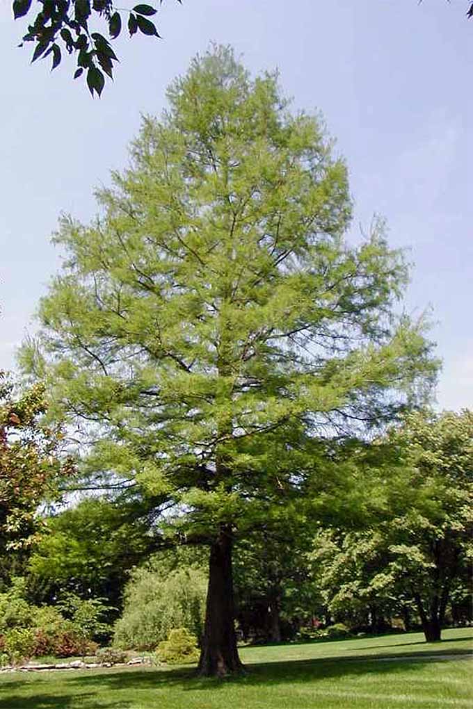 Best trees for shade – including fast-growing varieties