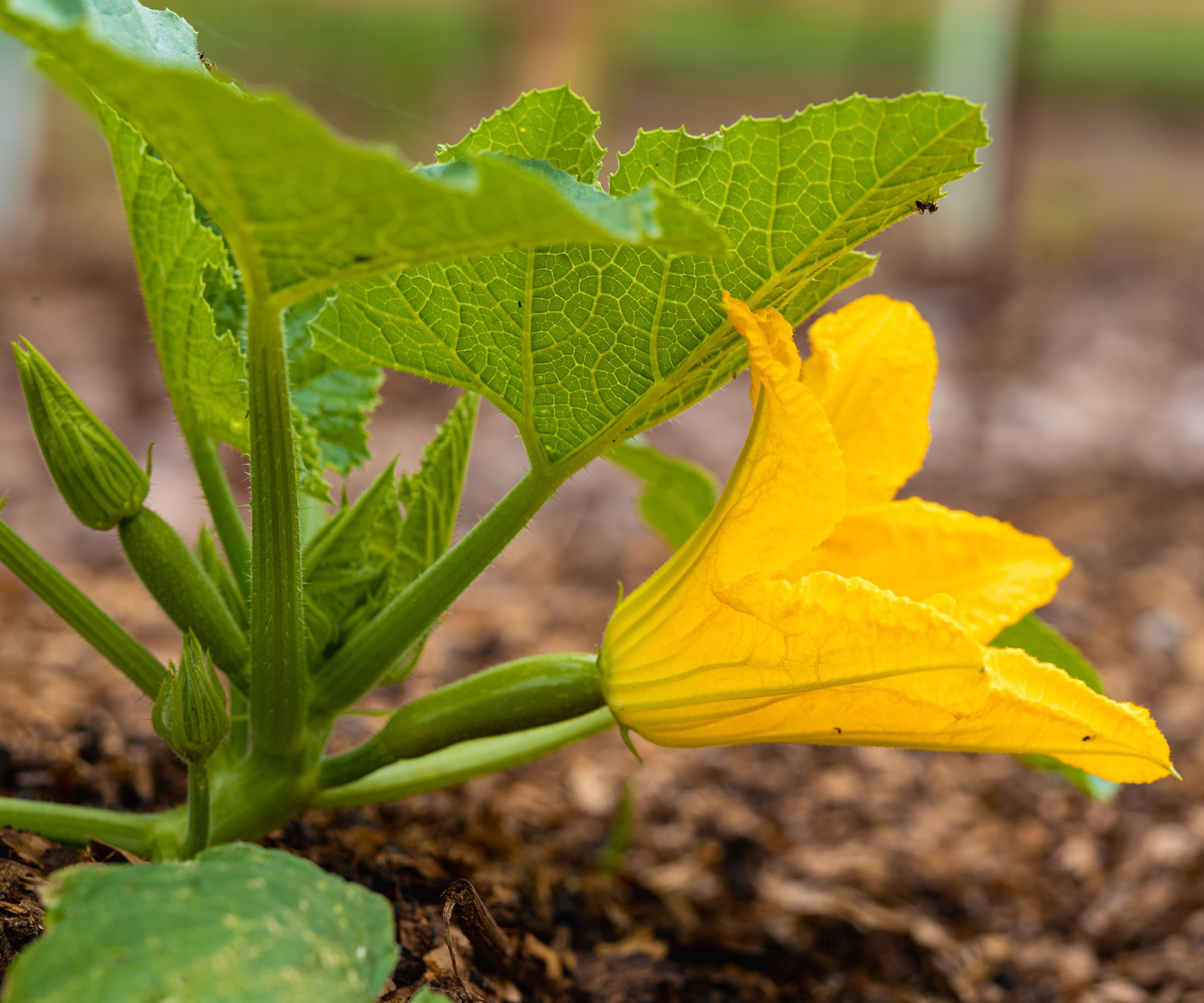 How and when to harvest zucchini flowers – tips to pick the best blooms at the right time