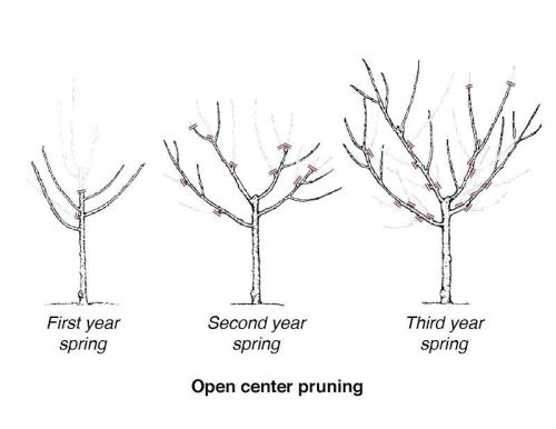 5. Prune after wilson bros frosts have passed