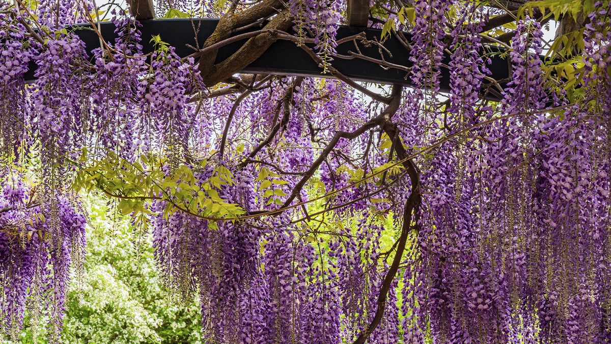 How to grow wisteria – where to plant this flowering climber