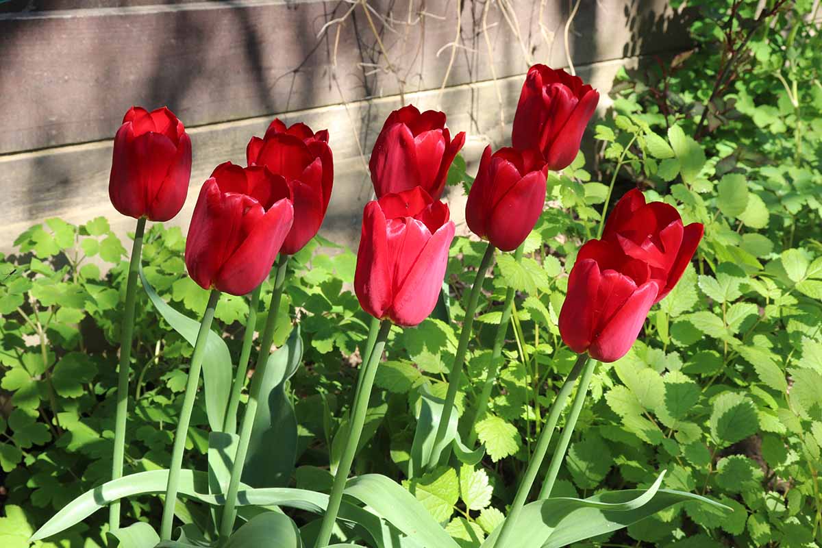 How to protect tulips from frost – top tips to keep these spring favorites thriving