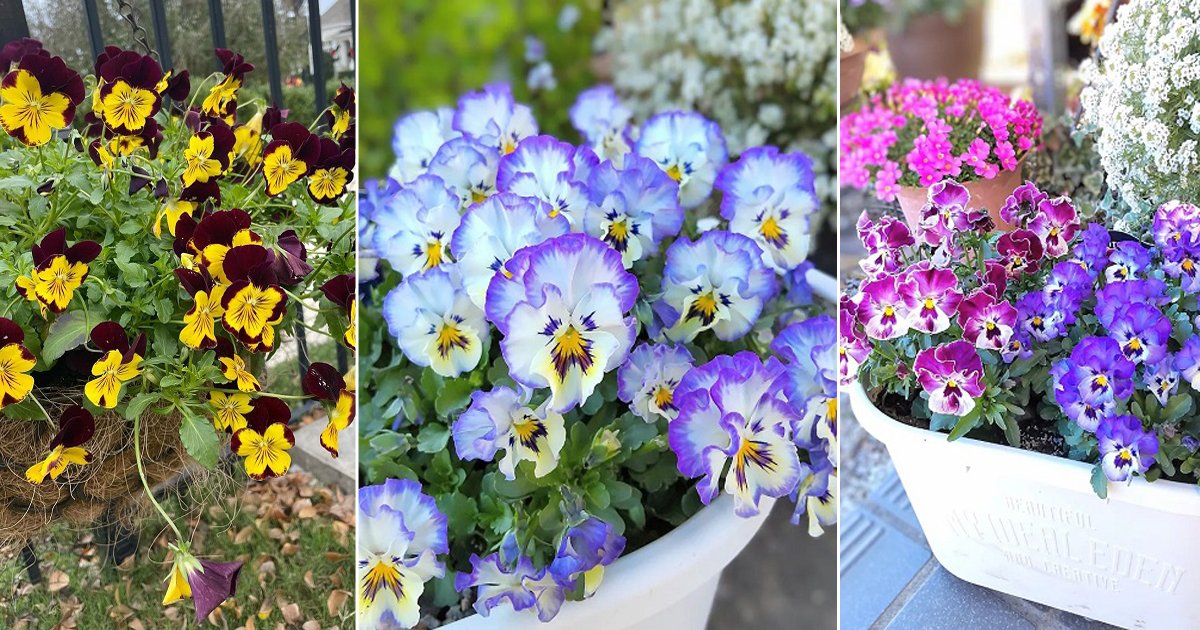 How to deadhead pansies – for picture perfect containers