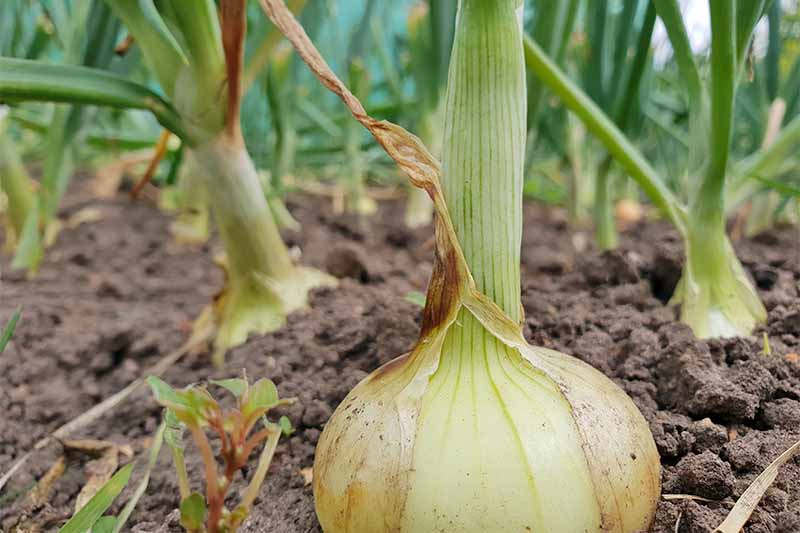Types of onions – 7 of the best varieties for your vegetable garden