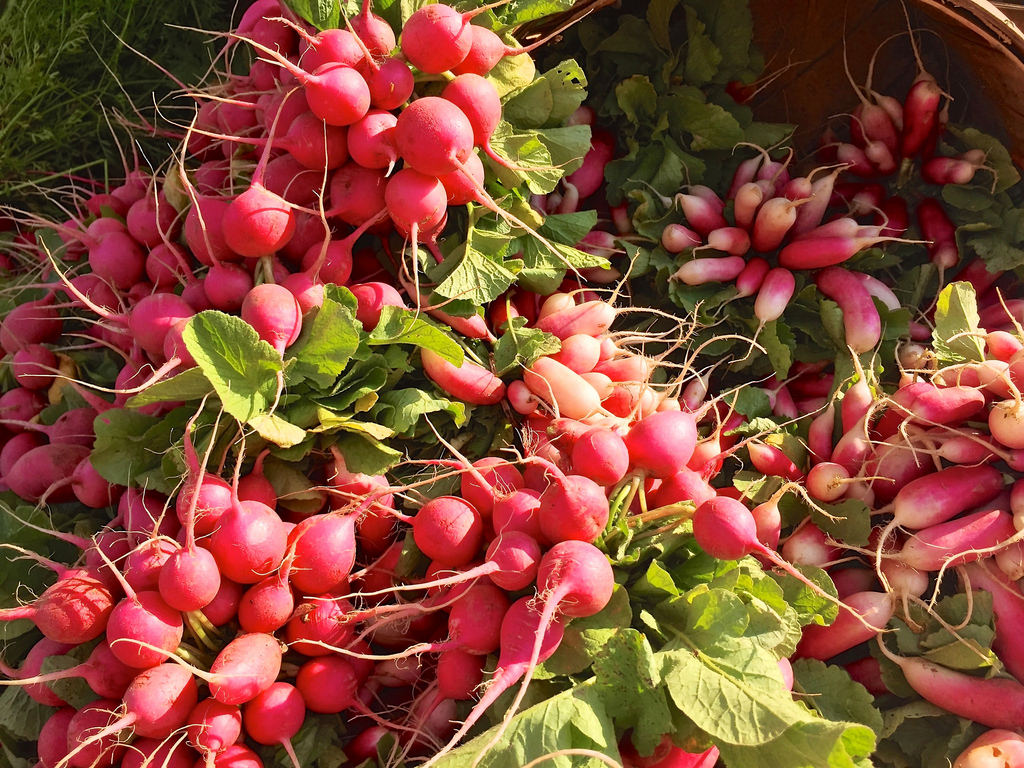 How to care for radishes in pots