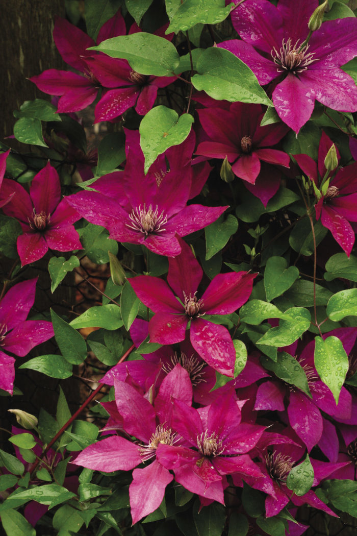 Best clematis to grow – 10 prettiest easiest choices for your garden
