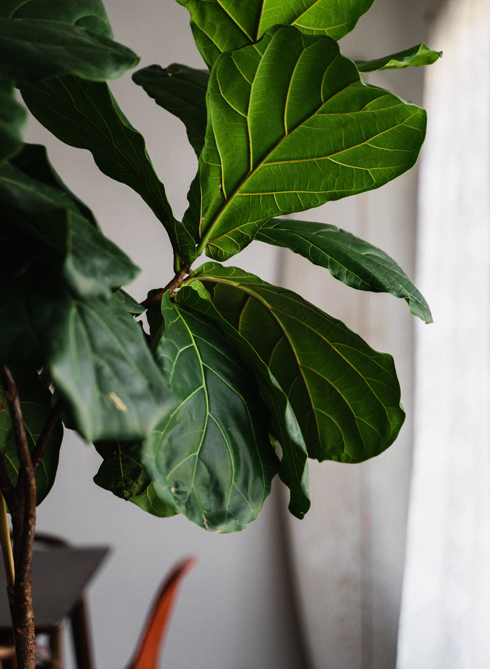 Fiddle leaf fig pruning – expert tips for a bigger bushier plant