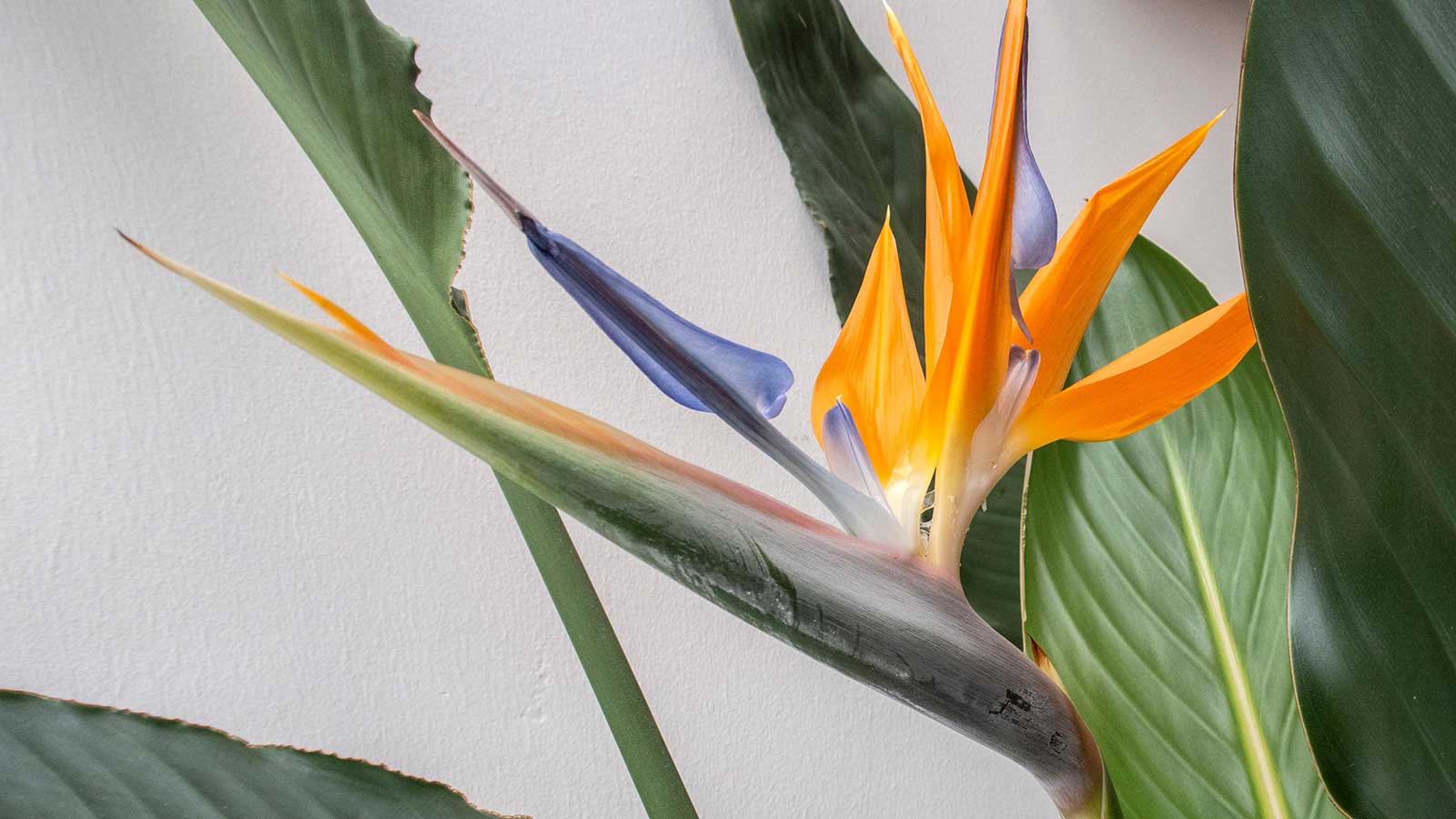 How often should you repot a bird of paradise