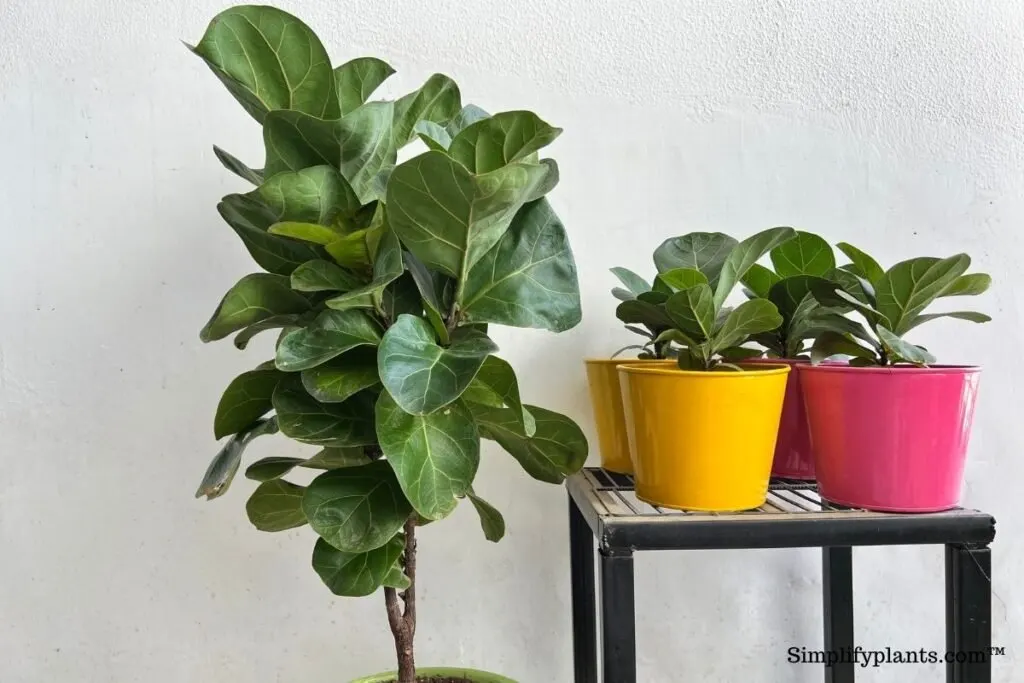 What to do if your pet eats a fiddle leaf fig leaf