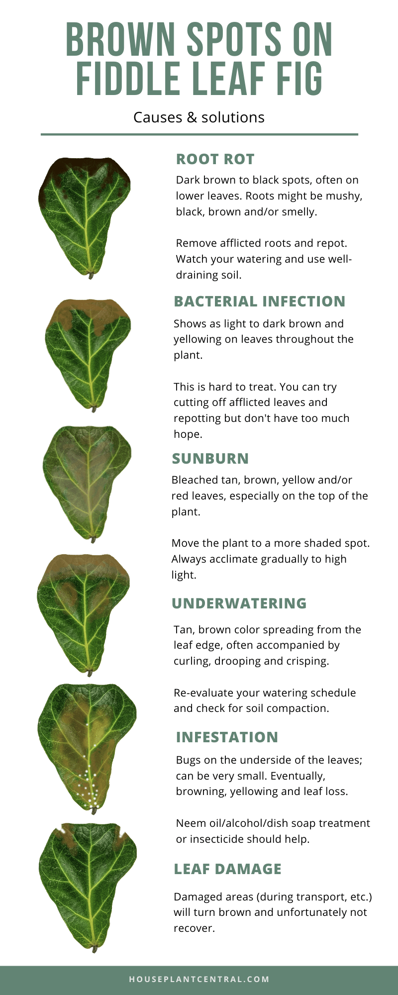 3 reasons why your fiddle leaf fig is dropping leaves