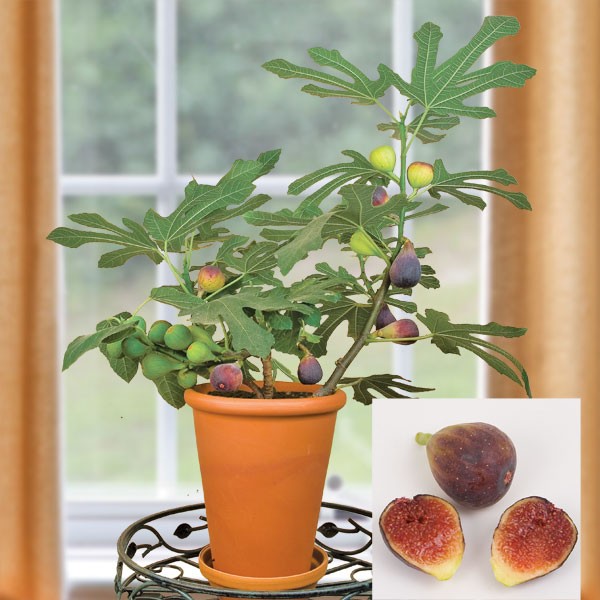 The best fig trees – to grow indoors and out