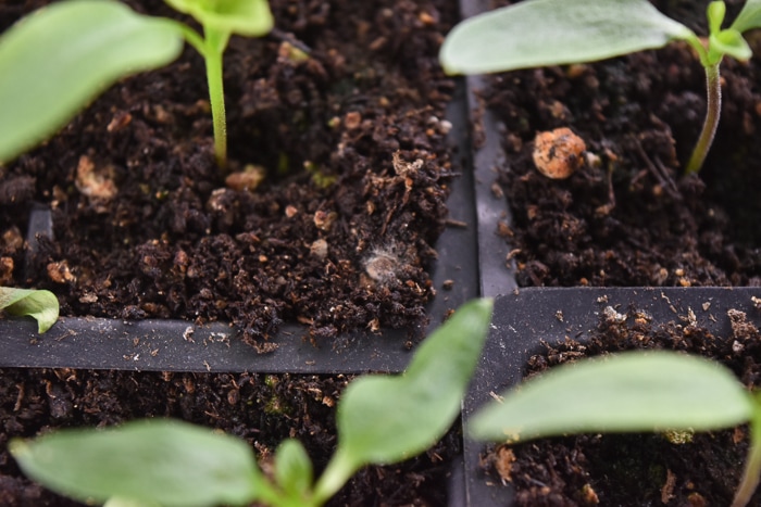 Is there green mold growing on your seedling trays A gardening expert explains what to do