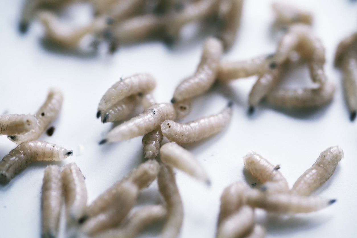 Why are there maggots in my house Pest experts reveal the sources and reasons