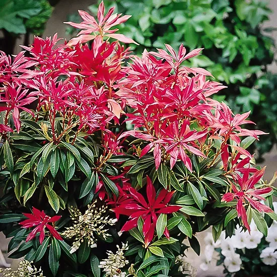 Pieris care and growing guide – expert tips on how to grow a dazzling andromeda bush