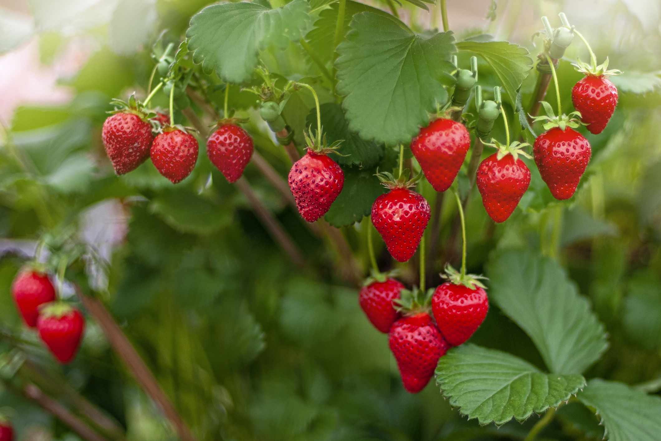 When to fertilize strawberries – expert tips to get the timing right for bigger harvests