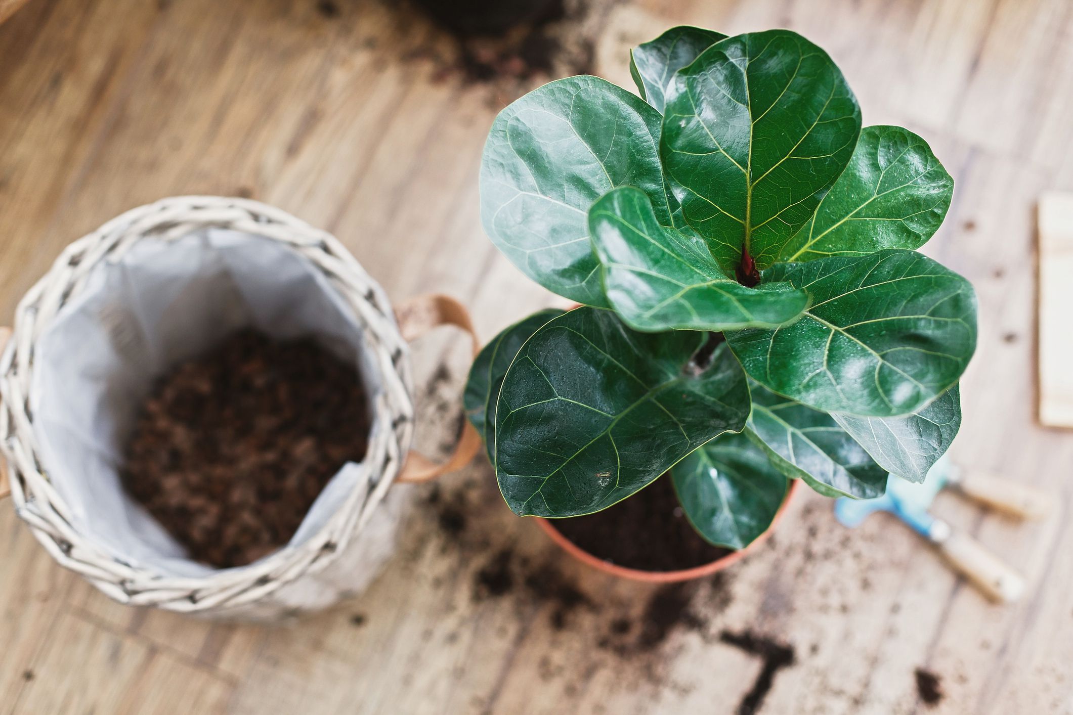 What do the leaves on an overwatered fiddle leaf fig look like