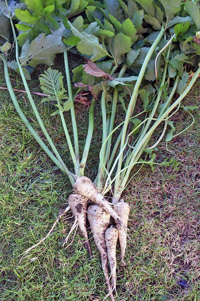 Problems growing parsnips and how to tackle them