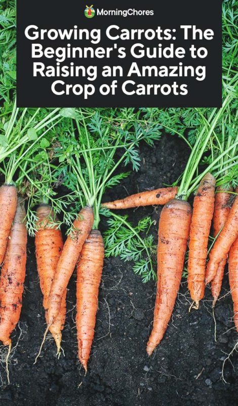 When to plant carrots – to get the best harvest