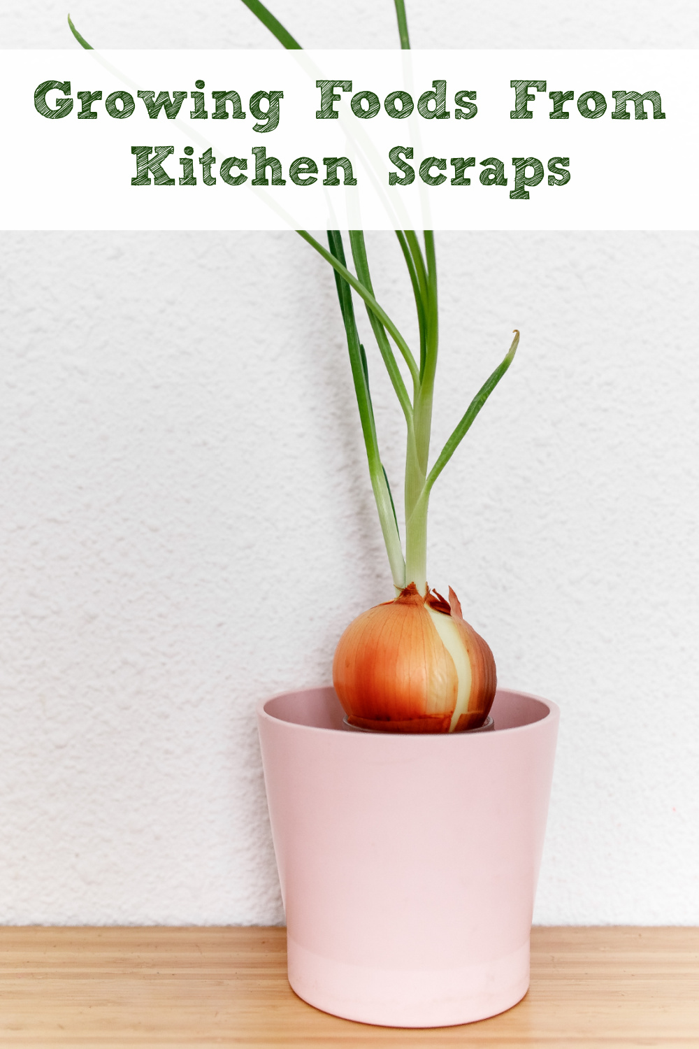 Growing onions from scraps – how to get vegetables for free