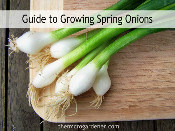 Growing onions in containers – the easy way to enjoy homegrown crops in a small space