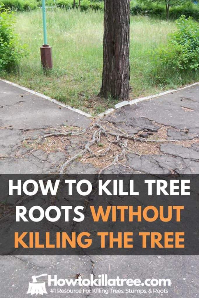 How to kill tree roots