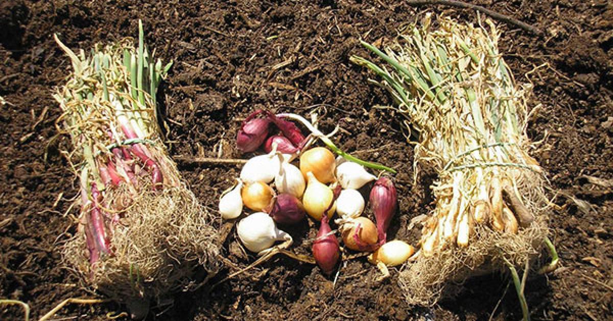 Considerations for sowing onion seeds