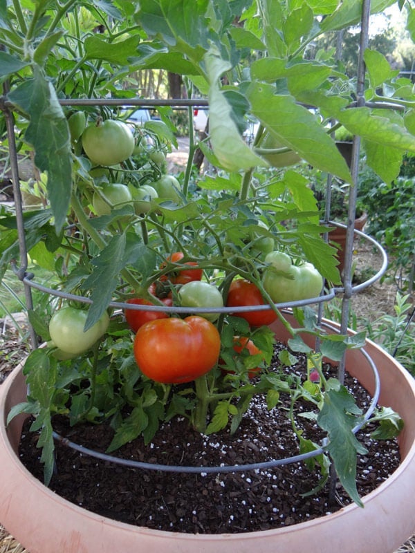 What are the signs of overwatering tomato plants