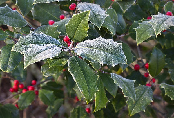 When to prune holly bushes – to keep this festive bush in check