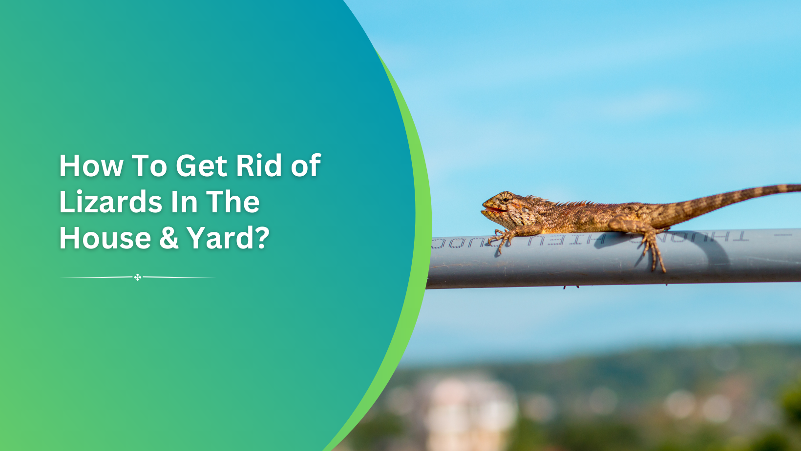 How to get rid of lizards – humane ways to remove them from your house porch and yard