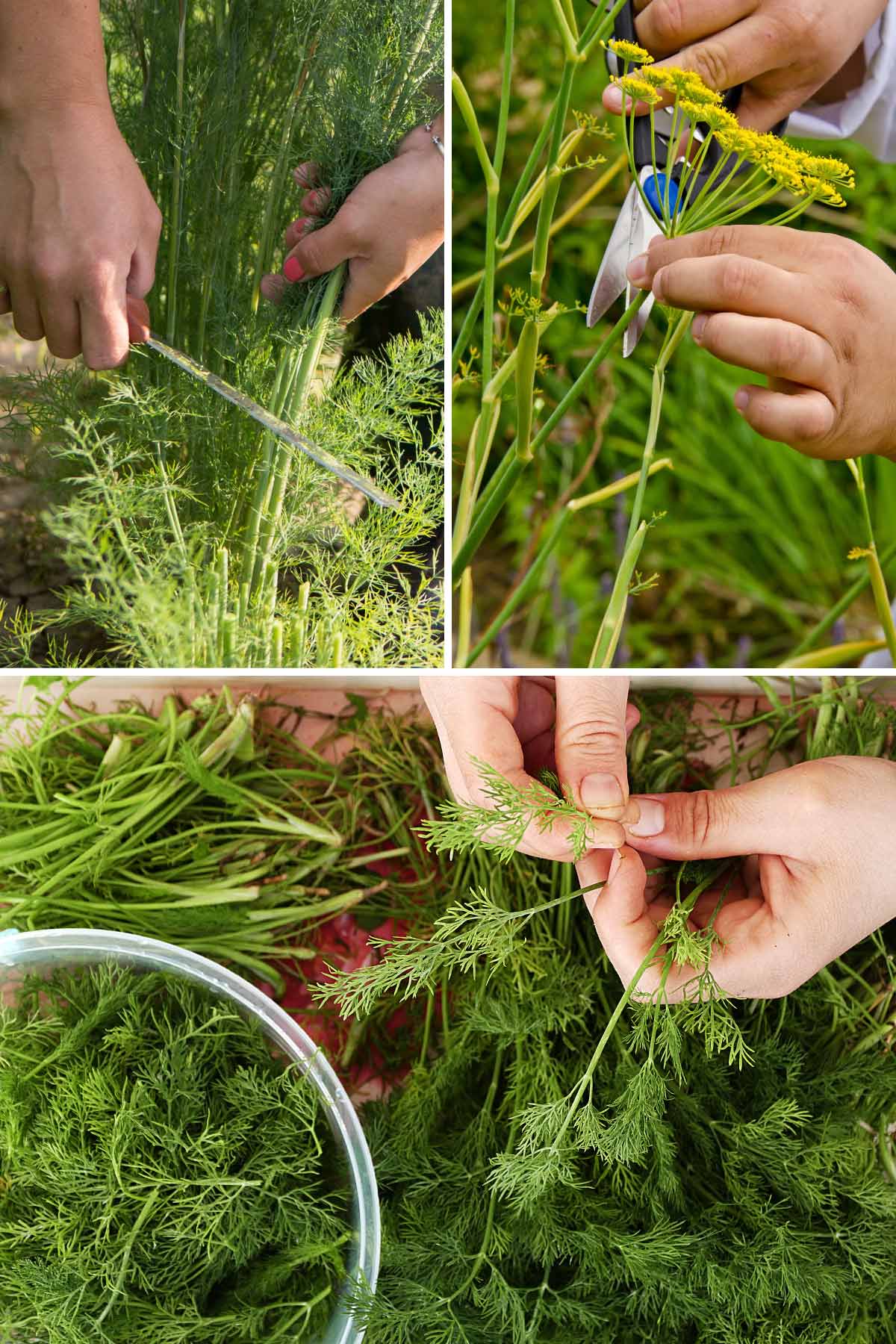 How to prune dill