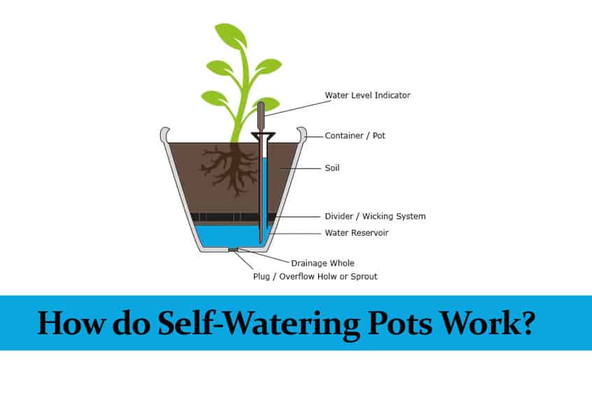 What are self-watering planters and how do they work Garden experts discuss their benefits