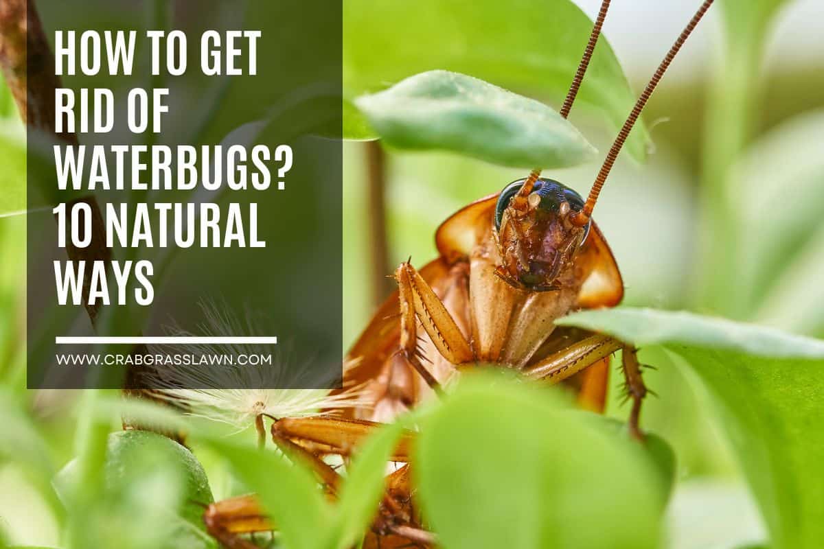 5 home remedies for getting rid of water bugs