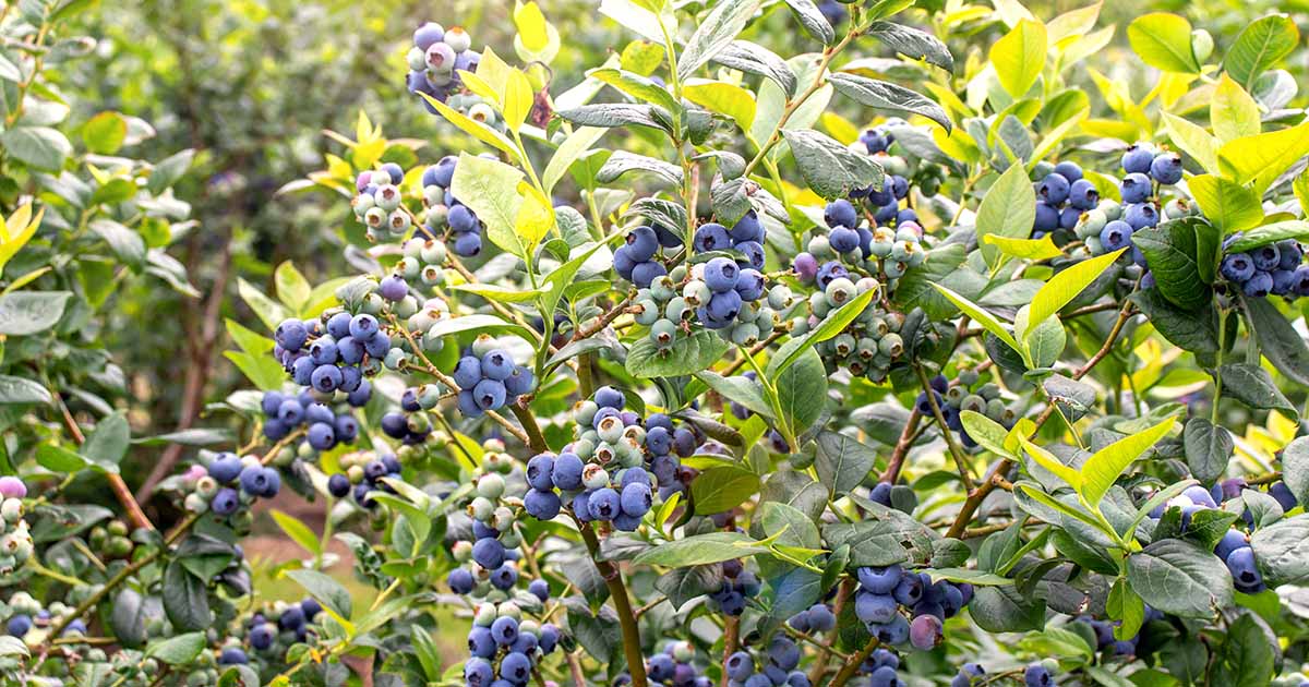 Repotting a blueberry bush