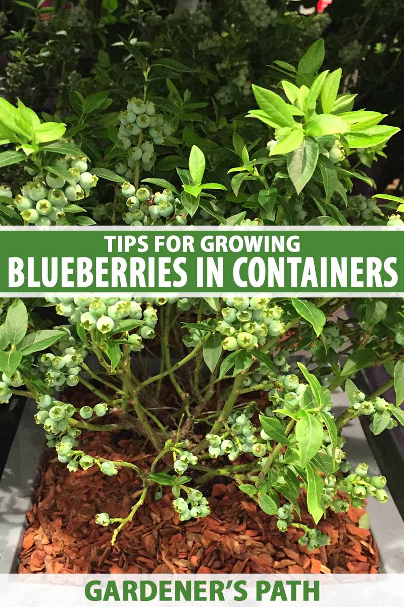 How to grow blueberries in pots – garden experts share their top tips for tasty fruit