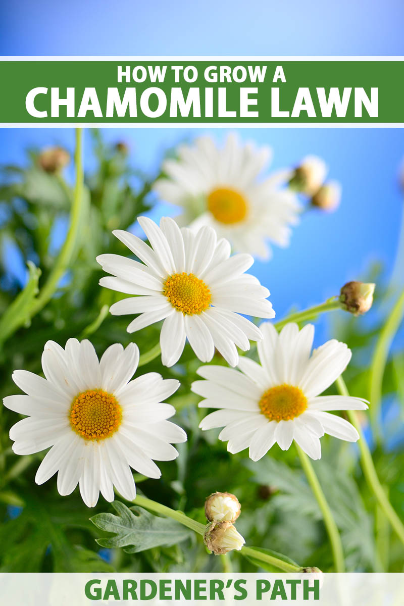 How to care for chamomile