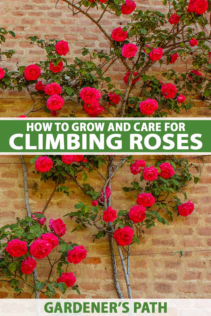 How to plant climbing roses – for a wonderful display
