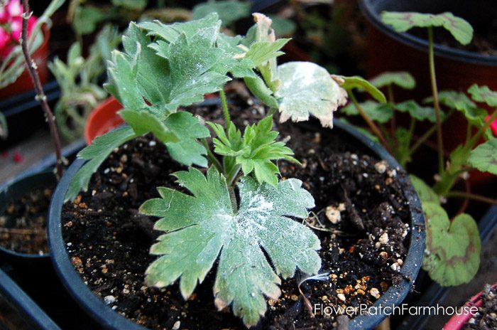 How to grow delphiniums from seed