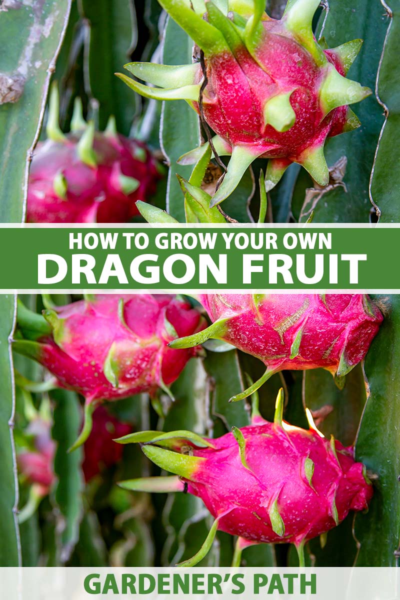 How to grow dragon fruit – both indoors and outside