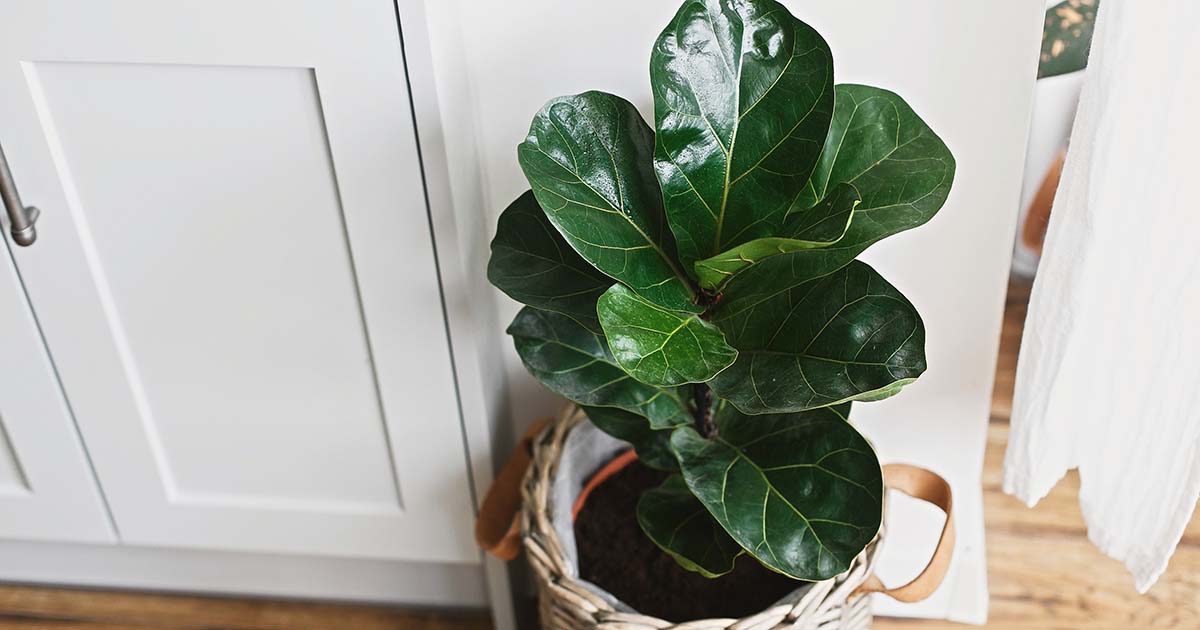 When do you need to repot a fiddle leaf fig